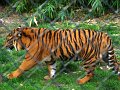 DSC04286 - Copy